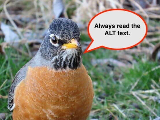 A Robin stares into the camera. Someone has added a speech bubble in which the robin is reminding people to read the ALT text. Good work.
