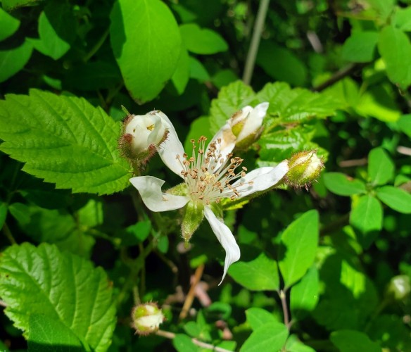 Pacific blackberry plant with white flower & several flower buds.