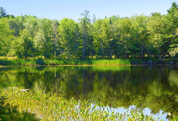 The quiet and unspoiled beauty of a lake in Nova Scotia in summer.  The water is mirror-like, reflecting the beauty of lush green trees and marsh grasses