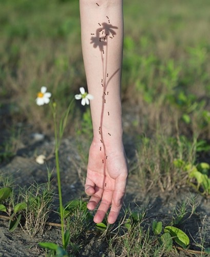 Photography. A color photo.of a human arm and a green meadow. The arm seems to want to reach for the grass from above. Small white flowers stand in the grass and form a shadow on the arm. Small black ants run up the arm and along the shadow of the flower. A really nice idea for what is actually a simple motif.