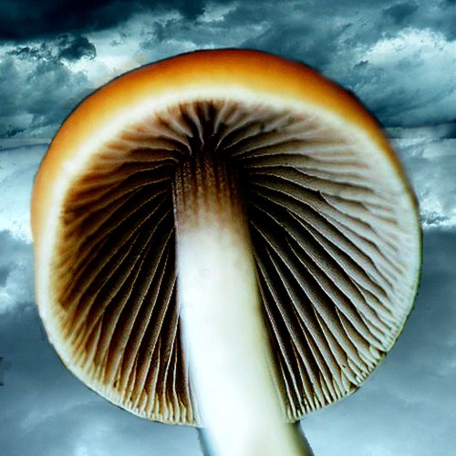 A mushroom looks tall against a cloudy sky background.