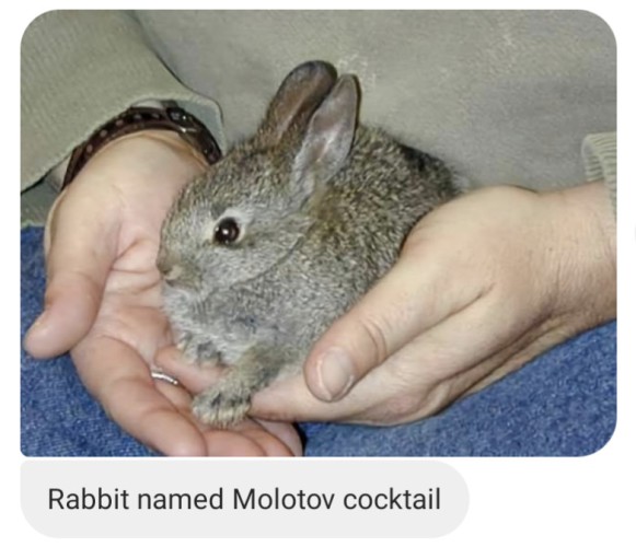 a photo of a small rabbit being held in somebody's hands and the text under photo that says "Rabbit named Molotov cocktail"