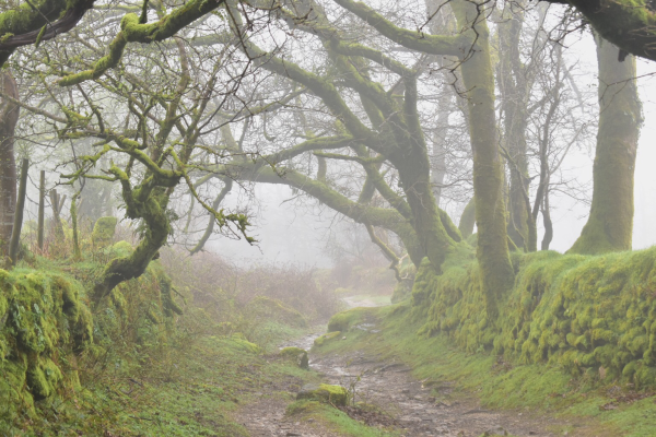 Oaks and a hawthorn in mossy walls and a fog pervades the photo,
