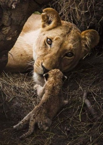 Giant lioness with her new cub in their den. They're discussing life and Beyonce doing a country album.