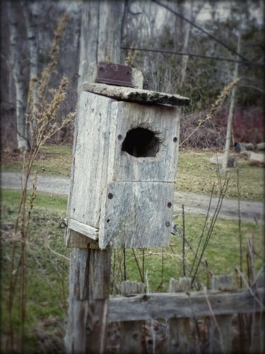 A wooden birdhouse on a pole sits amongst the trees and grasses.