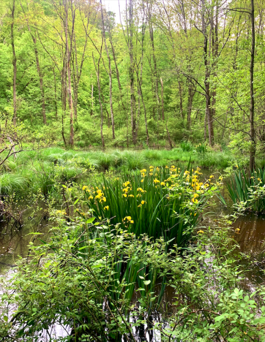 The deep wood area is submerged in shallow water. Tall trees stand in the background, with patches of grass in the middle, yellow iris flowers and bushes in front. The atmosphere is warm and humid.