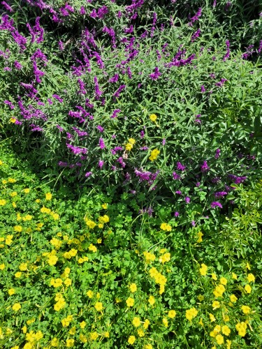 Big bush with purple flowers on top--Mexican sage, a hummingbird favorite. Beneath, lush green clover with big yellow leaves, covered with happy honeybees.