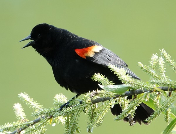 Profile view of a Red-winged Blackbird with it's bill open. The bird has a red and yellow epaulette on the top of its wing. The bird is perched on a branch that has shoots with little green needles on them. I'm not sure what kind of tree this is. The background is light green.