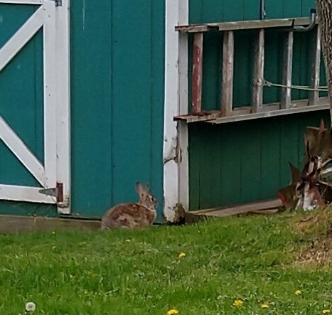 A brown bun in profile, sitting in grass by the corner of a turquoise shed with white trim and an aluminum ladder hanging on one side