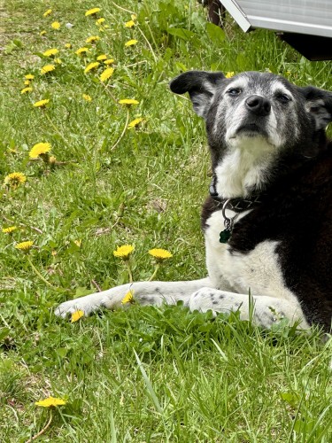 15 1/2 year old dog laying in grass and dandelions sampling the air. 