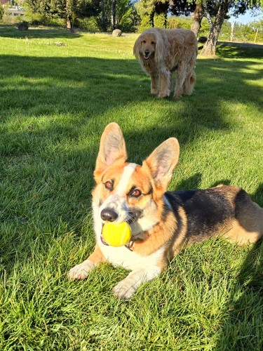 A corgi dog laying in the cool, morning sun on bright green park grass with a yellow ball in his mouth. A large goldendoodle smiles in the background.