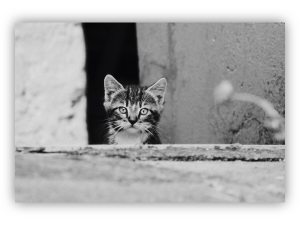 A kitten hidden behind a wall.