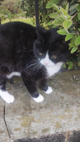 Black cat with white nose, bib and paws, on a garden wall