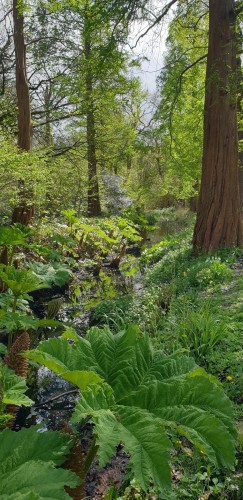 The woodland area at Winterbourne House, University of Birmingham.

The photograph is of a densely grown woodland with undergrowth in wetland, water mostly obscured by planting or reflecting plants.

In the foreground is dominated by a large leafed gunnera. The base of a tree dominates to the right.

There is dappled sunlight causing varying gradations of greenness as the view drifts back.