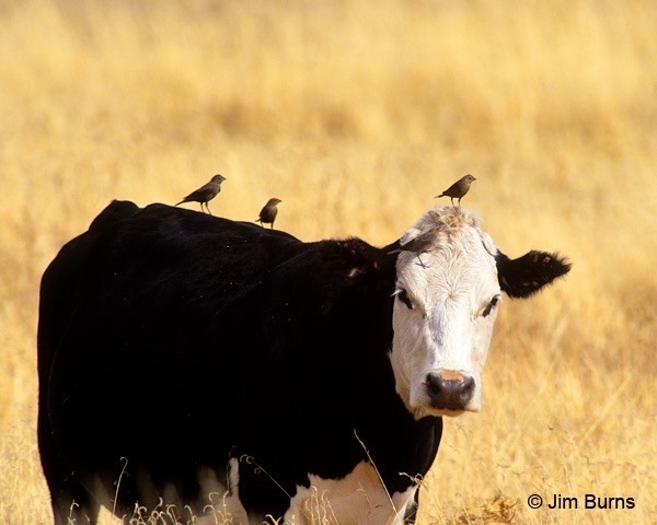 a black and white cow standing in a golden field with three cowbirds perched on its back
