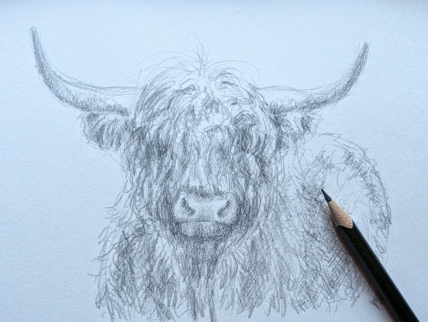 Black and white pencil drawing of a Curly highland cow by artist Karen Kaspar.
A shaggy Highland cow with a thick coat looks directly at the viewer, its long horns extending outward. 