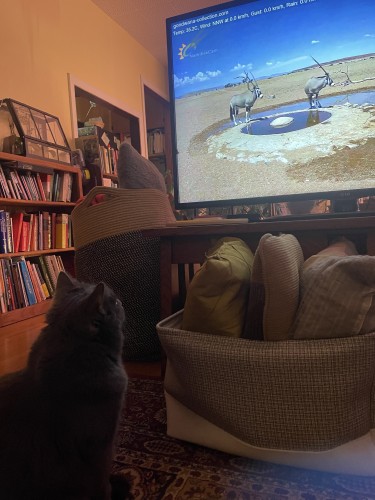 A cat watching two oryxes at a waterhole on a television screen, with a bookshelf in the background.