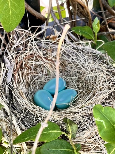 A bird's nest with three blue eggs among leaves and branches.