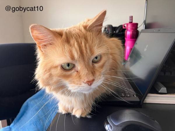 Goby, a fluffy ginger cat, sitting on a laptop. There is a fuchsia water bottle in the background and a computer mouse in the foreground. 