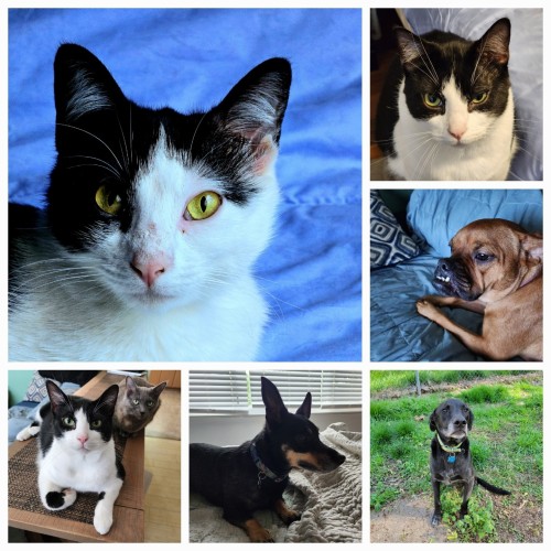 A collage with all my pets. From top left to bottom right we have Penguin, a black and white tuxedo cat. Then Oreo, another black and white tuxedo cats. Below is Pixie, a fawn red bullypit mix. The last row has Mr Minx and Elsa, a black and white tuxedo cat and a diluted tortie. Next is Maddy, a black and tan Lancashire heeler and last but definitely not least Ajax, our elderly black Labrador retriever.