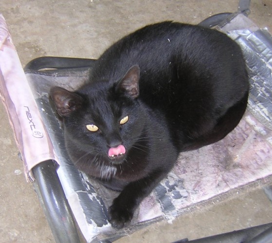 Black cat in a camp chair with a big blep.
