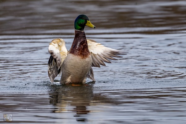 a mallard duck shaking its wings