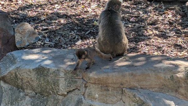 A Japanese Macaque sits on a rock while her extremely cute baby peers over the edge of the moat that separates their enclosure from the onlookers in Launceston park.
