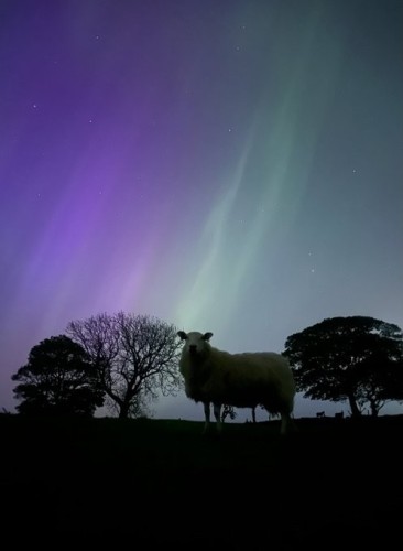 Purple green and blue aurora seen last night in northern England.  Outlined against the sky are several trees and a large sheep, standing directly under a vertical green section of the sky.