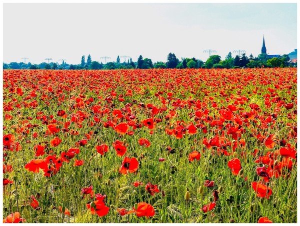 A vibrant field of red poppies with trees and a spire in the background.