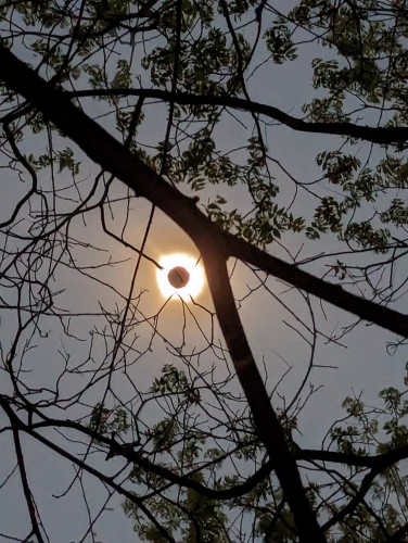 Sun in totality of an eclipse seen through tree limbs.