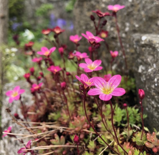 Pink 5 petalled flowers with a yellow centre held on stalks above rosettes of green leaves. The plants are growing on a ledge in a rock built wall. 
Blue and white splodges of out of focus flowers are in the background 