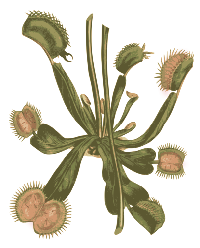 carnivorousplants Icon