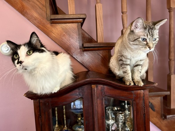 Two kitties sitting on a small wooden cabinet with glass windows, inside are silver candlesticks and havdalah set. The kitty to the left is black and white, and looking to the left. The kitty to the right is a Lynx point Siamese and he is looking to the right, so neither are looking at the camera.