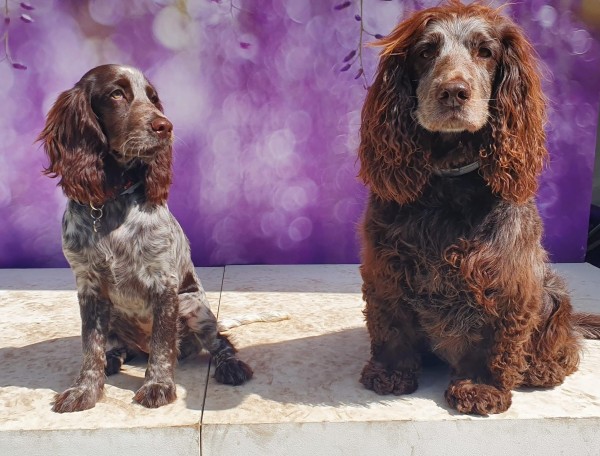 A photo of two dogs, Grace a Polish Hunting Spaniel and Nell and Working Cocker Spaniel 