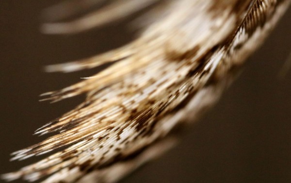 Macro photography of the tip of a brown feather under a soft light. What is shown is the lower part of the feather, on its side, where the pattern of dark brown and white is more visible. This feather with others are part of a dream catcher, and they do look dreamy themselves.