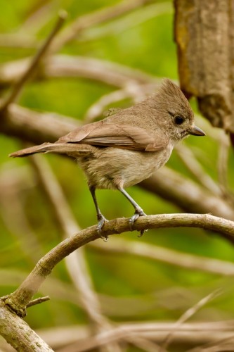 A tiny gray bird with oversized eye balances on a twig.