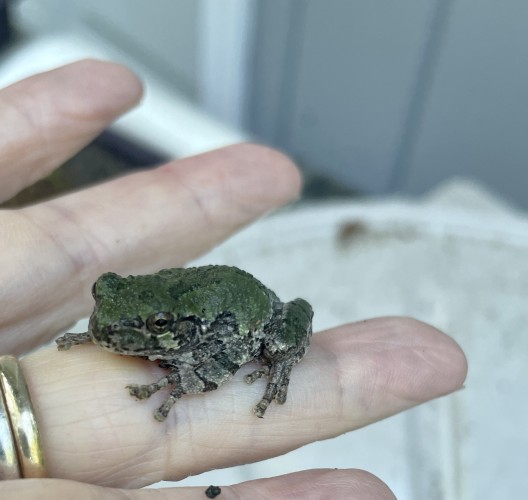 A small Grey Tree frog, that is actually green with light and dark grey stripes on its legs and a rough skin perched on a human hand.