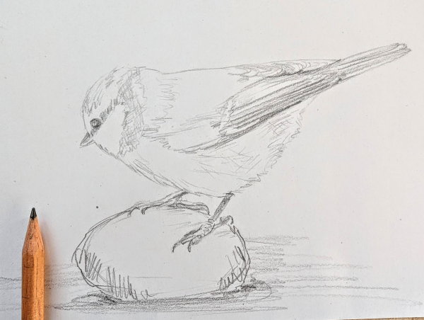 Black and white pencil drawing of a cute little blue tit bird standing on a small round stone. There is a pencil on the paper.