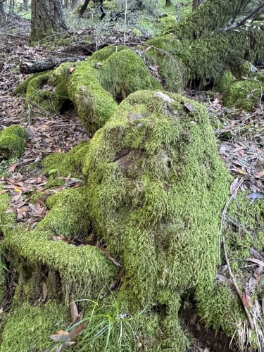 Thick tree roots covered with green moss in a forest.