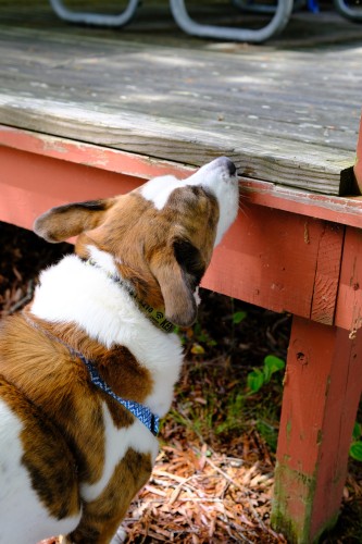 A white and brown dog looking up and sniffing the deck of a bait shop, the wooden structure is pained burnt orange