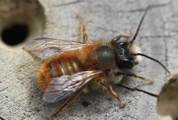 Closeup of a bee.