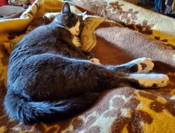My gray tuxedo cat, fast asleep on bed