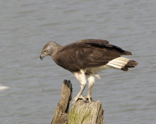 a large bird, its head dark silver, its body dark brown wings and white legs and wide white strip on tailfeathers, it is standing on a tree stump looking down to the left at the water below 