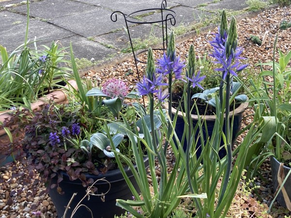 Outside, daytime. A gravel garden with pots. In the back left, a trough with bluebells & honey garlic. in front of that, a round pot with bugleweed in bloom (purple foliage & blue flower spikes) & ornamental onion in bud. To the right, more ornamental onion & Russian daisies. The pot of camassia are in the forefround. These have blade foliage with tall flower spikes. At this stage, only the bottom flowers on the spikes are open in a nice, medium blue, 6 petalled star shape.