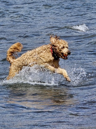 Bob the goldendoodle is swimming for the shore, bounding through the deep blue waves, carrying an orange ball in his mouth.