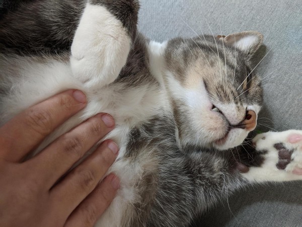 A gray and white tabby cat flopped upside down on my couch, receiving belly rubs. His eyes are squishing shut in bliss and one fang is sticking out. One paw is flopped forward and the other is raised up by his head, exposing the beans.