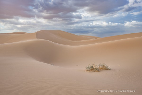 A desert landscape photo showing beige sand dunes under the even light of a cloudy sky. In the foreground, a small and hardy shrub grows directly out of the sand.