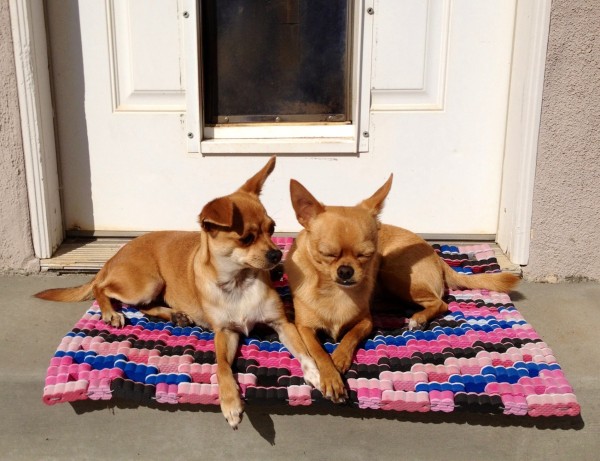 iPhone photo of 2 adorable little golden brown Chihuahuas sitting close together, holding paws, basking in the sunshine—they’re sitting on a multicolored woven doormat on a concrete step outside the back door of our old house