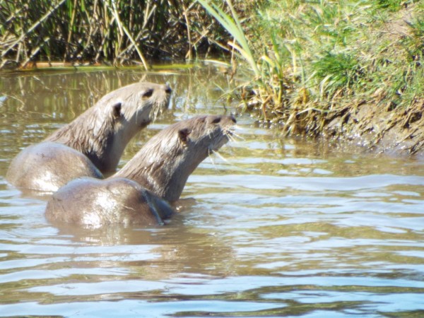 Two otters are lying together in a river on a sunny day. Both are looking up at the bank intently. Their Holt is on the bank just out of the image and that's what they are staring at.

The river is slow flowing and is a little muddy in colour. The otters look to be the same colour as the water.