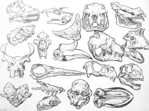 Nineteen different pencil illustrations of skulls from living and extinct animals have been drawn at multiple angles. Each skull has a thick, dark pencil border, and some of the skulls overlap one another.